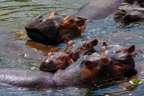 動物の解説音声